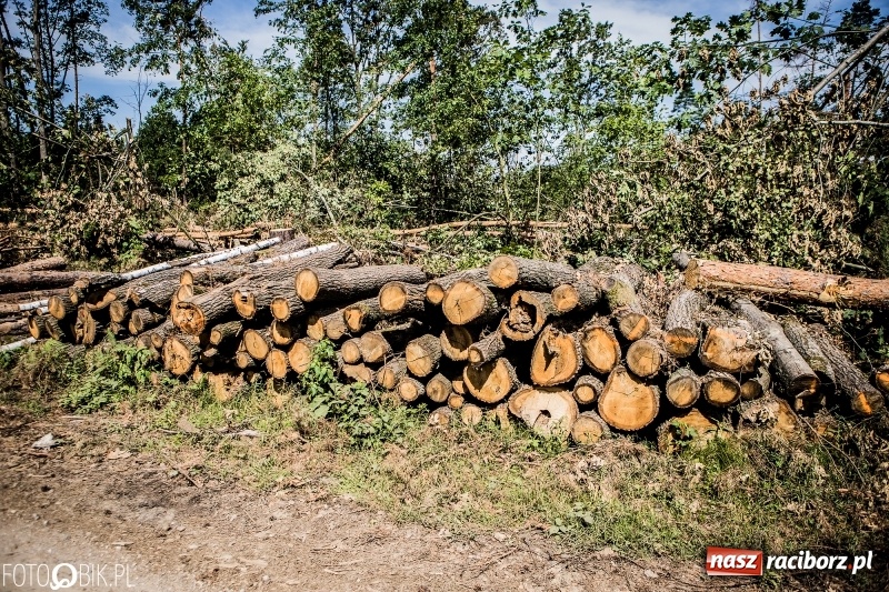 Zdjęcie w galerii na portalu naszraciborz.pl: Las 3,5 tygodnia po huraganie - trwają prace porządkowe z udziałem kilkudziesięciu osób wiadomości z regionu