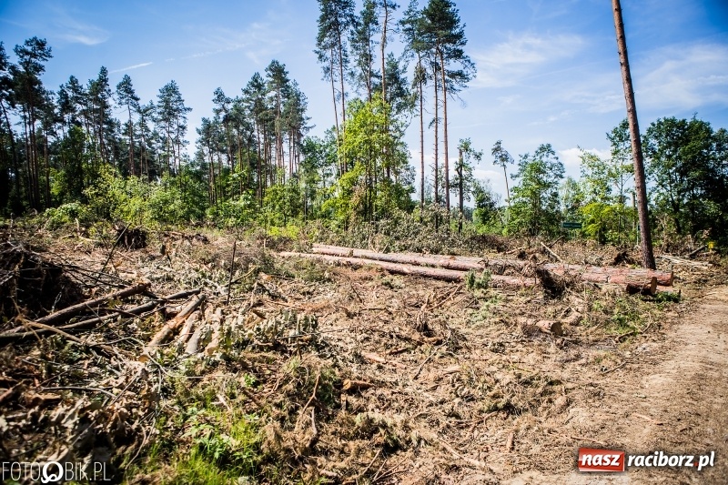 Zdjęcie w galerii na portalu naszraciborz.pl: Las 3,5 tygodnia po huraganie - trwają prace porządkowe z udziałem kilkudziesięciu osób wiadomości z regionu