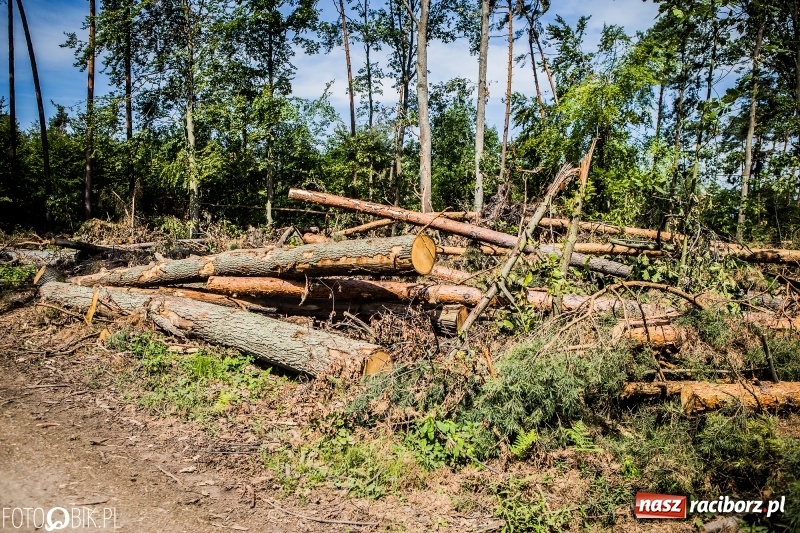 Zdjęcie w galerii na portalu naszraciborz.pl: Las 3,5 tygodnia po huraganie - trwają prace porządkowe z udziałem kilkudziesięciu osób wiadomości z regionu