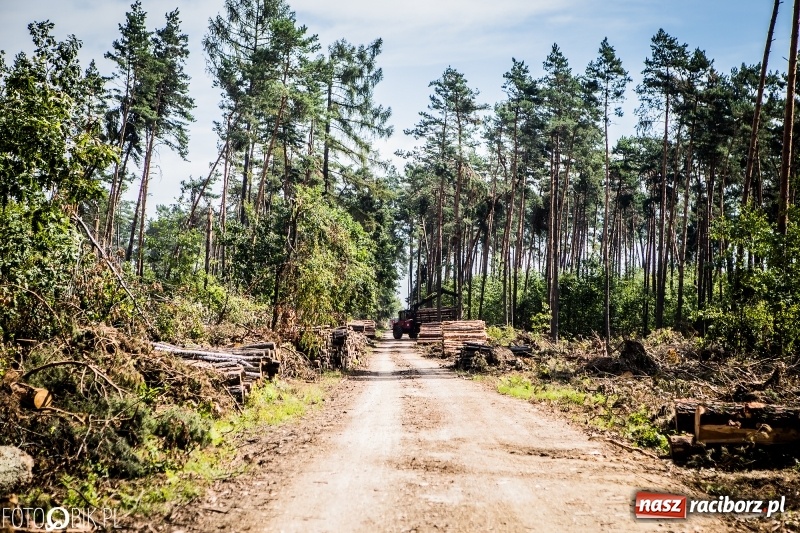 Zdjęcie w galerii na portalu naszraciborz.pl: Las 3,5 tygodnia po huraganie - trwają prace porządkowe z udziałem kilkudziesięciu osób wiadomości z regionu