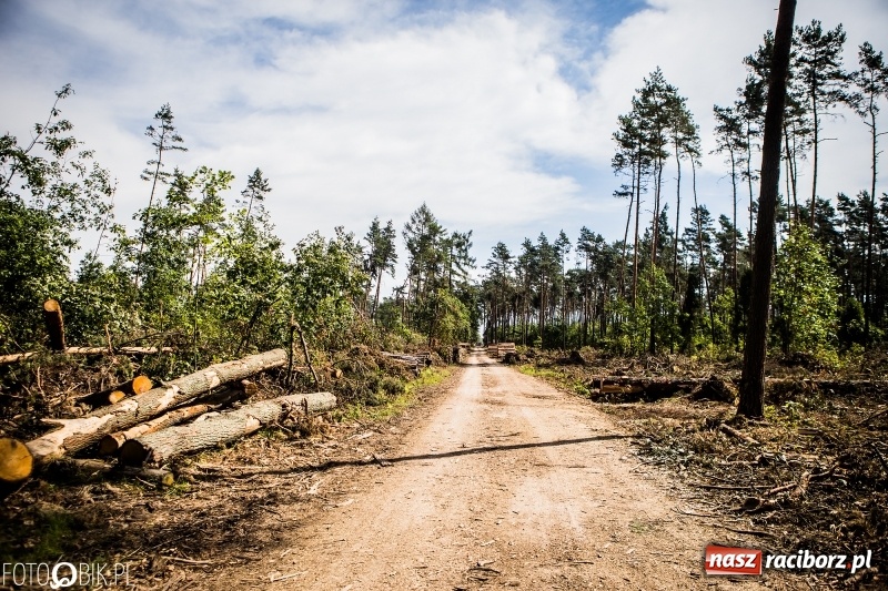 Zdjęcie w galerii na portalu naszraciborz.pl: Las 3,5 tygodnia po huraganie - trwają prace porządkowe z udziałem kilkudziesięciu osób wiadomości z regionu
