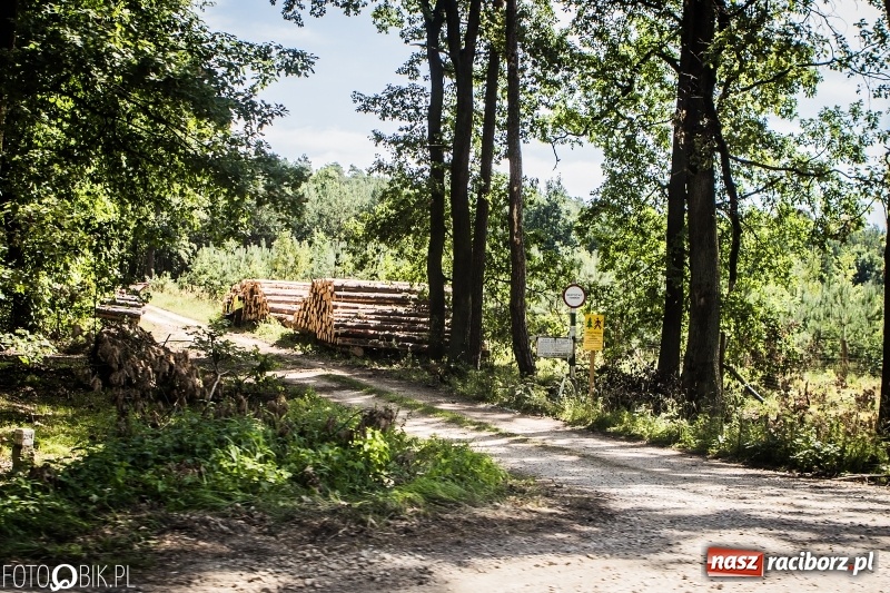 Zdjęcie w galerii na portalu naszraciborz.pl: Las 3,5 tygodnia po huraganie - trwają prace porządkowe z udziałem kilkudziesięciu osób wiadomości z regionu