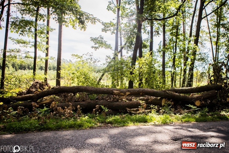 Zdjęcie w galerii na portalu naszraciborz.pl: Las 3,5 tygodnia po huraganie - trwają prace porządkowe z udziałem kilkudziesięciu osób wiadomości z regionu