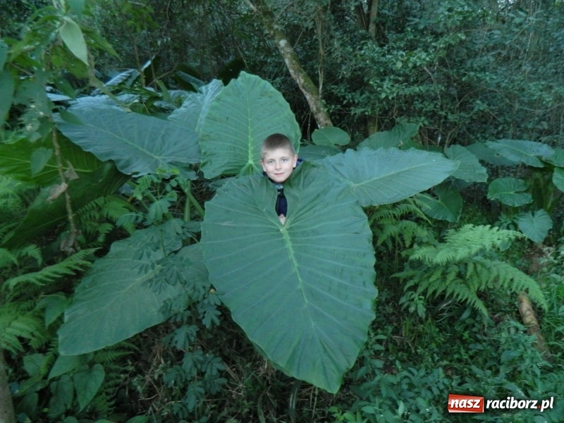 Zdjęcie w galerii na portalu naszraciborz.pl: Zespół Raciborzanie na Festiwalu w Brazylii wiadomości z regionu