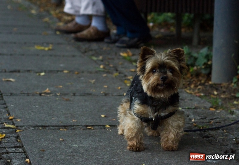 Zdjęcie w galerii na portalu naszraciborz.pl: Recital gitarowy Jana Kudełki na skwerze przy fontannach FOTO i WIDEO wiadomości z regionu