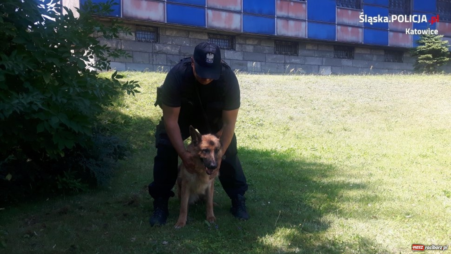 Zdjęcie w galerii na portalu naszraciborz.pl: Sara - jedyny taki pies w śląskiej policji wiadomości z regionu