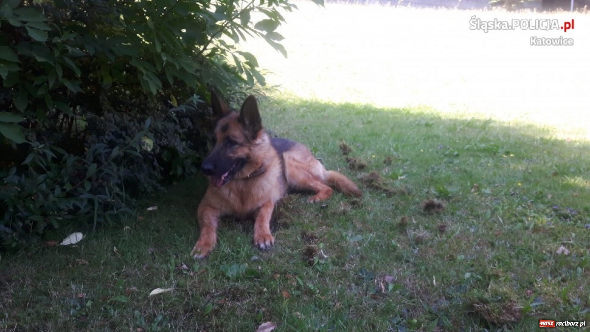 Zdjęcie w galerii na portalu naszraciborz.pl: Sara - jedyny taki pies w śląskiej policji wiadomości z regionu