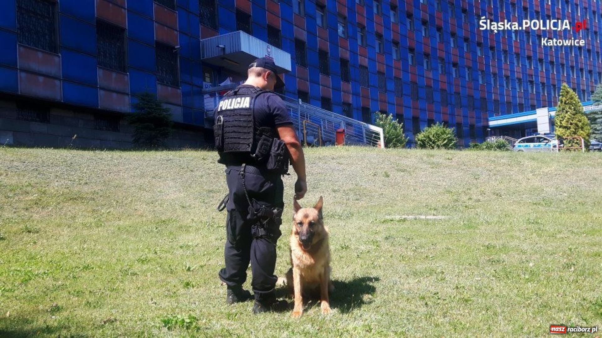 Zdjęcie w galerii na portalu naszraciborz.pl: Sara - jedyny taki pies w śląskiej policji wiadomości z regionu