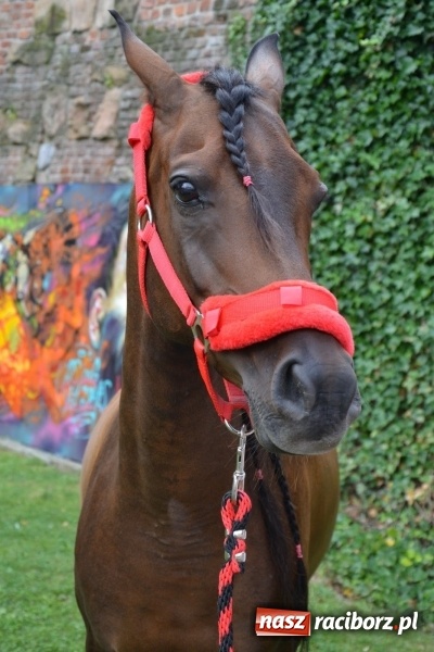 Zdjęcie w galerii na portalu naszraciborz.pl: Zajęcia integracyjne człowiek – koń zakończyły letnią akcję Zamkowe Zuchy 2017 wiadomości z regionu