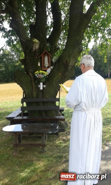 Zdjęcie w galerii na portalu naszraciborz.pl: Stare drzewo dzikiej czereśni - nowe miejsce kultu maryjnego w Borucinie  wiadomości z regionu
