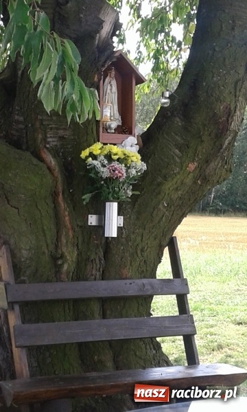 Zdjęcie w galerii na portalu naszraciborz.pl: Stare drzewo dzikiej czereśni - nowe miejsce kultu maryjnego w Borucinie  wiadomości z regionu
