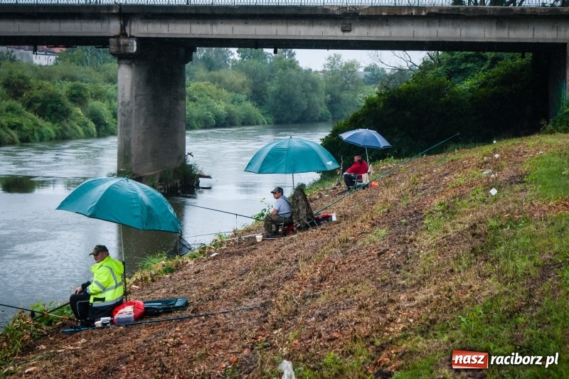 Zdjęcie w galerii na portalu naszraciborz.pl: Odra 2017 - 20 lat po powodzi. Zawody wędkarskie w Raciborzu wiadomości z regionu