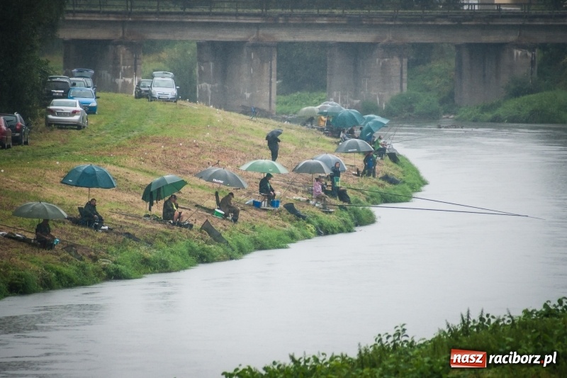 Zdjęcie w galerii na portalu naszraciborz.pl: Odra 2017 - 20 lat po powodzi. Zawody wędkarskie w Raciborzu wiadomości z regionu