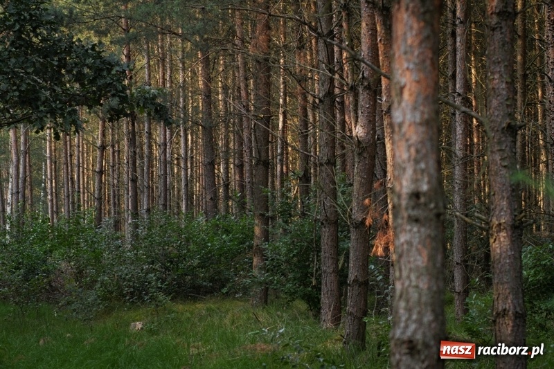 Zdjęcie w galerii na portalu naszraciborz.pl: Strażacy uczcili ofiary tragicznego pożaru lasów sprzed 25 lat wiadomości z regionu