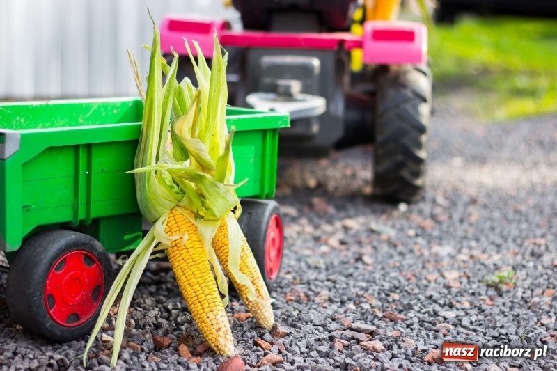 Zdjęcie w galerii na portalu naszraciborz.pl: Dożynki w Krowiarkach z historycznymi i militarnymi akcentami wiadomości z regionu