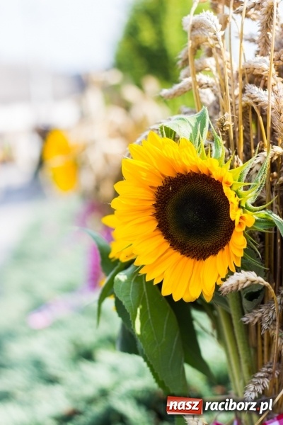 Zdjęcie w galerii na portalu naszraciborz.pl: Dożynki 2017. Skromnie, ale kolorowo w Żerdzinach  wiadomości z regionu