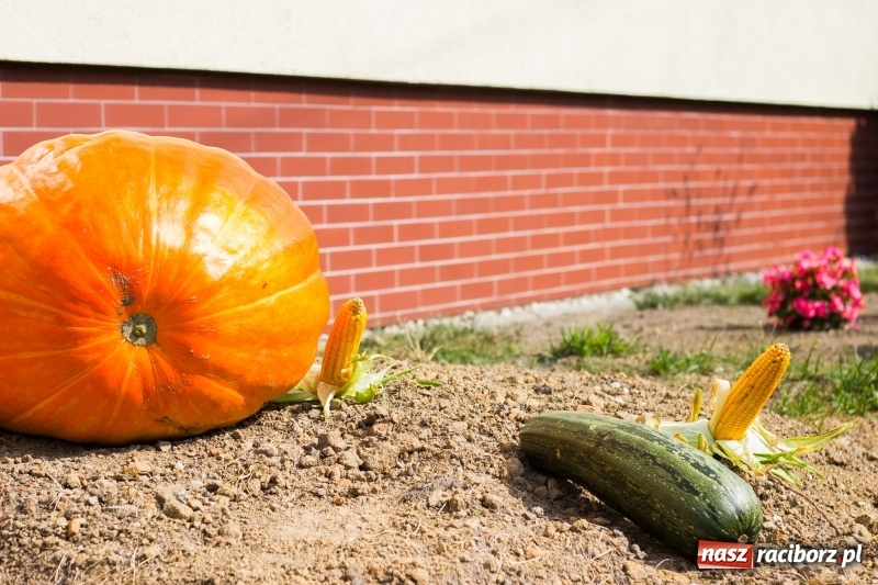 Zdjęcie w galerii na portalu naszraciborz.pl: Dożynki 2017. Skromnie, ale kolorowo w Żerdzinach  wiadomości z regionu