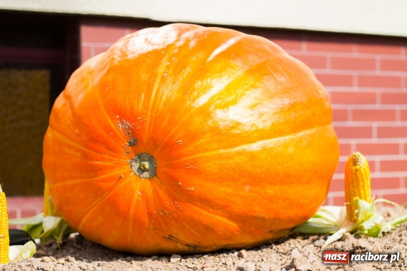 Zdjęcie w galerii na portalu naszraciborz.pl: Dożynki 2017. Skromnie, ale kolorowo w Żerdzinach  wiadomości z regionu