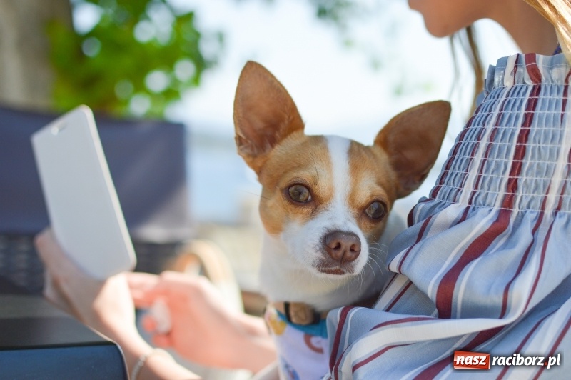Zdjęcie w galerii na portalu naszraciborz.pl: Wiek psa – jak go prawidłowo obliczyć? wiadomości z regionu