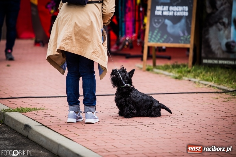 Zdjęcie w galerii na portalu naszraciborz.pl: Mistrzostwa Polski w mondioringu. Do Nędzy zjadą najlepsi trenerzy psów. wiadomości z regionu