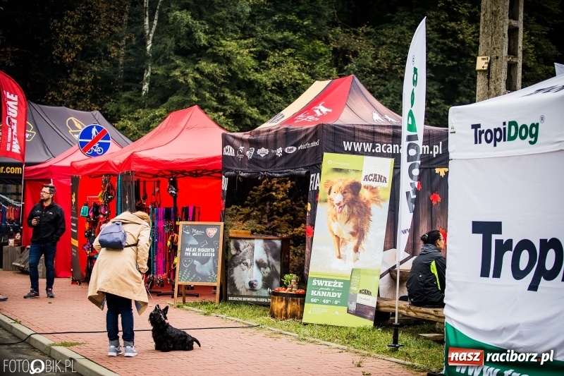 Zdjęcie w galerii na portalu naszraciborz.pl: Mistrzostwa Polski w mondioringu. Do Nędzy zjadą najlepsi trenerzy psów. wiadomości z regionu