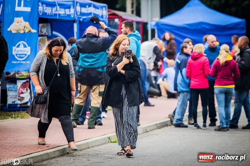 Zdjęcie w galerii na portalu naszraciborz.pl: Mistrzostwa Polski w mondioringu. Do Nędzy zjadą najlepsi trenerzy psów. wiadomości z regionu