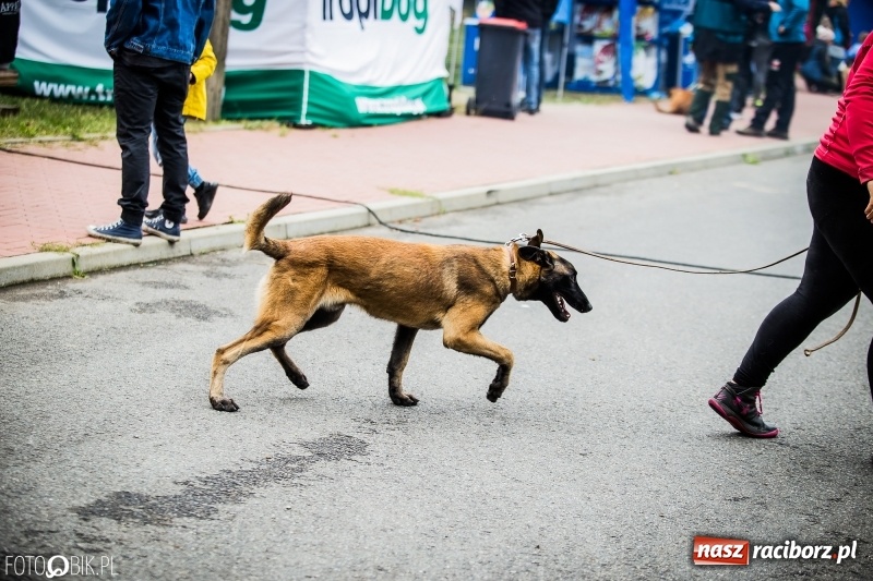 Zdjęcie w galerii na portalu naszraciborz.pl: Mistrzostwa Polski w mondioringu. Do Nędzy zjadą najlepsi trenerzy psów. wiadomości z regionu
