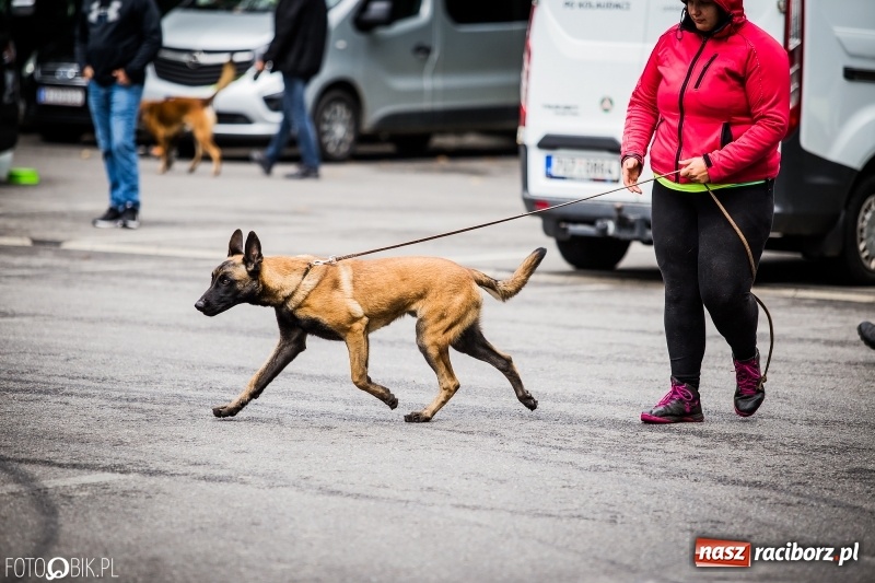 Zdjęcie w galerii na portalu naszraciborz.pl: Mistrzostwa Polski w mondioringu. Do Nędzy zjadą najlepsi trenerzy psów. wiadomości z regionu