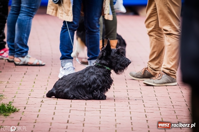 Zdjęcie w galerii na portalu naszraciborz.pl: Mistrzostwa Polski w mondioringu. Do Nędzy zjadą najlepsi trenerzy psów. wiadomości z regionu