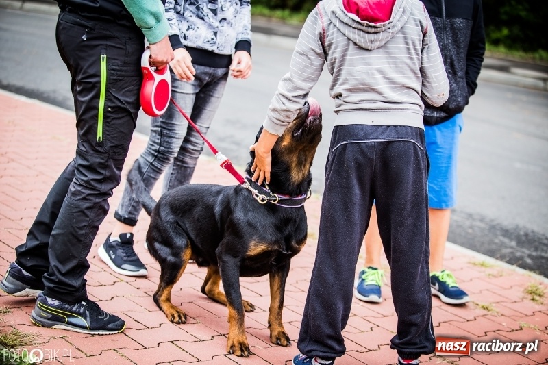 Zdjęcie w galerii na portalu naszraciborz.pl: Mistrzostwa Polski w mondioringu. Do Nędzy zjadą najlepsi trenerzy psów. wiadomości z regionu