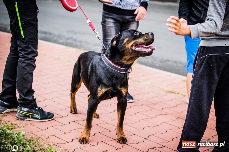 Zdjęcie w galerii na portalu naszraciborz.pl: Mistrzostwa Polski w mondioringu. Do Nędzy zjadą najlepsi trenerzy psów. wiadomości z regionu