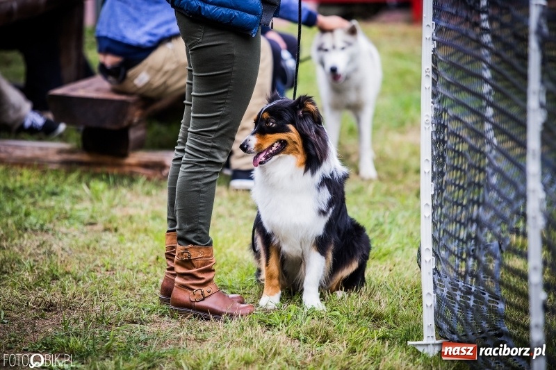 Zdjęcie w galerii na portalu naszraciborz.pl: Mistrzostwa Polski w mondioringu. Do Nędzy zjadą najlepsi trenerzy psów. wiadomości z regionu
