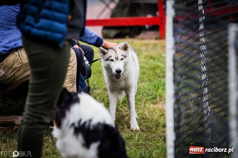 Zdjęcie w galerii na portalu naszraciborz.pl: Mistrzostwa Polski w mondioringu. Do Nędzy zjadą najlepsi trenerzy psów. wiadomości z regionu