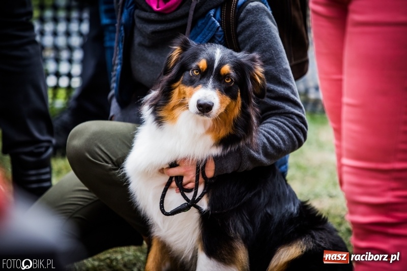 Zdjęcie w galerii na portalu naszraciborz.pl: Mistrzostwa Polski w mondioringu. Do Nędzy zjadą najlepsi trenerzy psów. wiadomości z regionu