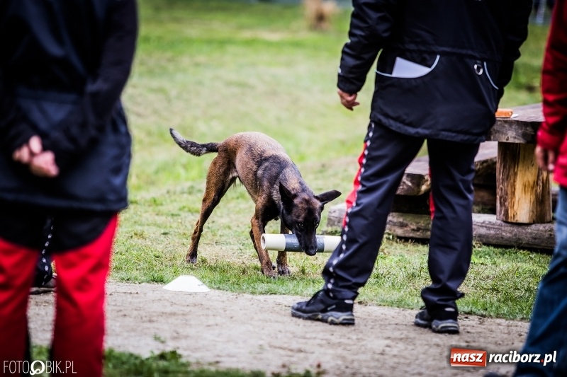 Zdjęcie w galerii na portalu naszraciborz.pl: Mistrzostwa Polski w mondioringu. Do Nędzy zjadą najlepsi trenerzy psów. wiadomości z regionu