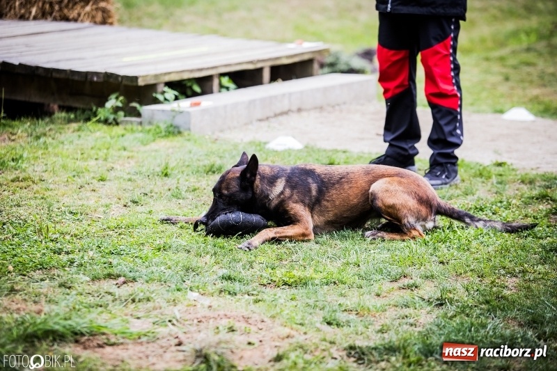 Zdjęcie w galerii na portalu naszraciborz.pl: Mistrzostwa Polski w mondioringu. Do Nędzy zjadą najlepsi trenerzy psów. wiadomości z regionu