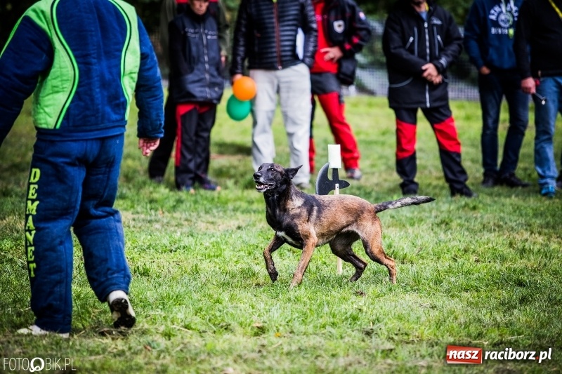 Zdjęcie w galerii na portalu naszraciborz.pl: Mistrzostwa Polski w mondioringu. Do Nędzy zjadą najlepsi trenerzy psów. wiadomości z regionu