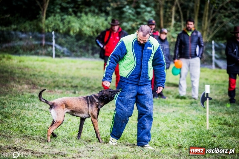 Zdjęcie w galerii na portalu naszraciborz.pl: Mistrzostwa Polski w mondioringu. Do Nędzy zjadą najlepsi trenerzy psów. wiadomości z regionu