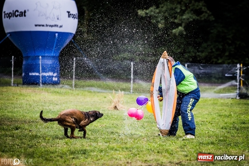 Zdjęcie w galerii na portalu naszraciborz.pl: Mistrzostwa Polski w mondioringu. Do Nędzy zjadą najlepsi trenerzy psów. wiadomości z regionu
