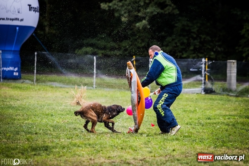 Zdjęcie w galerii na portalu naszraciborz.pl: Mistrzostwa Polski w mondioringu. Do Nędzy zjadą najlepsi trenerzy psów. wiadomości z regionu