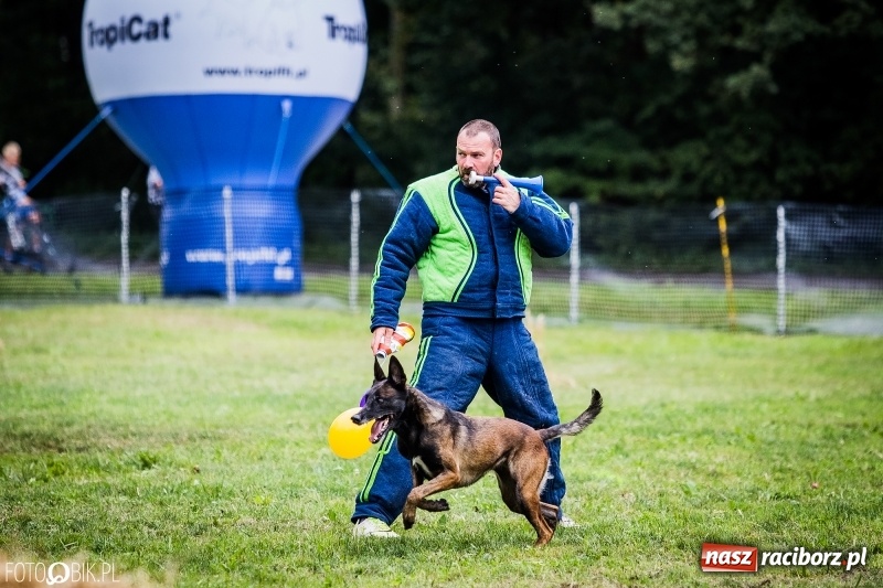 Zdjęcie w galerii na portalu naszraciborz.pl: Mistrzostwa Polski w mondioringu. Do Nędzy zjadą najlepsi trenerzy psów. wiadomości z regionu