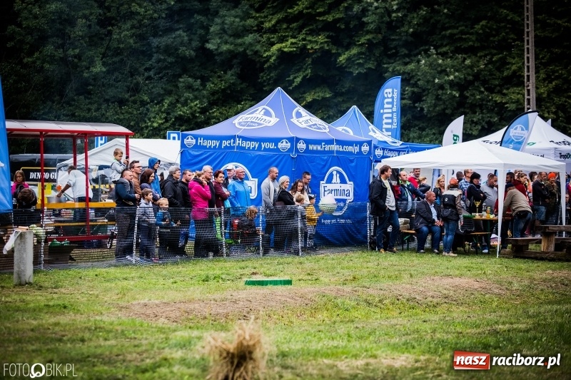 Zdjęcie w galerii na portalu naszraciborz.pl: Mistrzostwa Polski w mondioringu. Do Nędzy zjadą najlepsi trenerzy psów. wiadomości z regionu