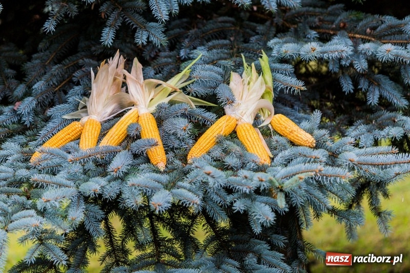 Zdjęcie w galerii na portalu naszraciborz.pl: Gminne dożynki Pietrowic Wielkich w Kornicach. Pogoda nie była łaskawa, ale humory dopisały FOTO i WIDEO wiadomości z regionu