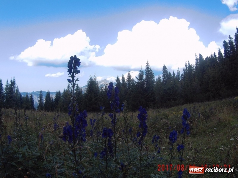 Zdjęcie w galerii na portalu naszraciborz.pl: Wyjazd w Alpy nagrodą za udział w raciborskiej licytacji podczas finału WOŚP wiadomości z regionu