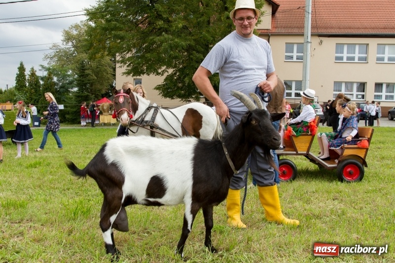 Zdjęcie w galerii na portalu naszraciborz.pl: Samborowickie dożynki z archeologią w tle wiadomości z regionu