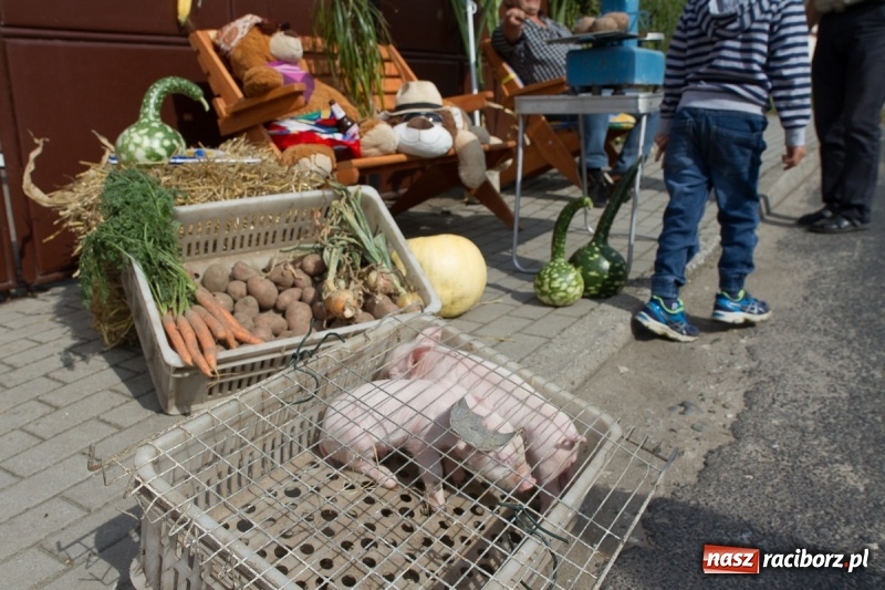 Zdjęcie w galerii na portalu naszraciborz.pl: Samborowickie dożynki z archeologią w tle wiadomości z regionu