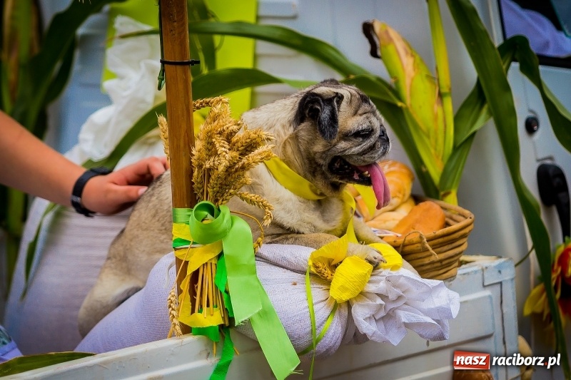 Zdjęcie w galerii na portalu naszraciborz.pl: Mobilne spa, stare wypieki i chleb ze smalcem, czyli święto plonów w Owsiszczach wiadomości z regionu