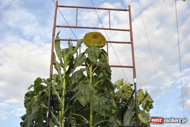 Zdjęcie w galerii na portalu naszraciborz.pl: Największe warzywa w Polsce rosną na działce w Raciborzu wiadomości z regionu