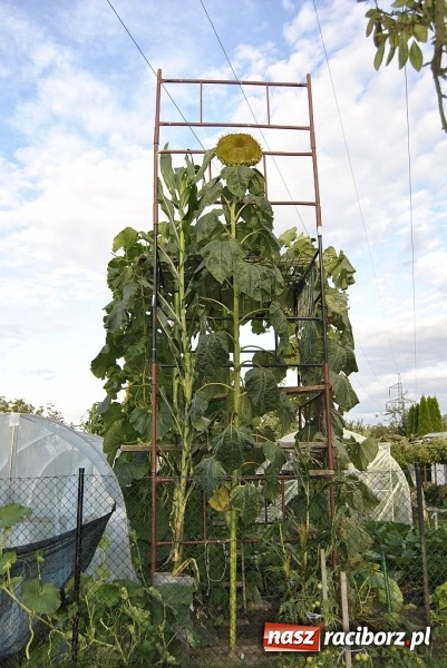 Zdjęcie w galerii na portalu naszraciborz.pl: Największe warzywa w Polsce rosną na działce w Raciborzu wiadomości z regionu
