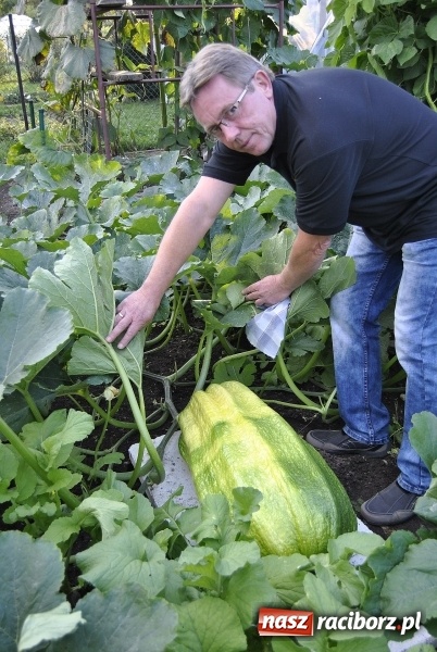 Zdjęcie w galerii na portalu naszraciborz.pl: Największe warzywa w Polsce rosną na działce w Raciborzu wiadomości z regionu